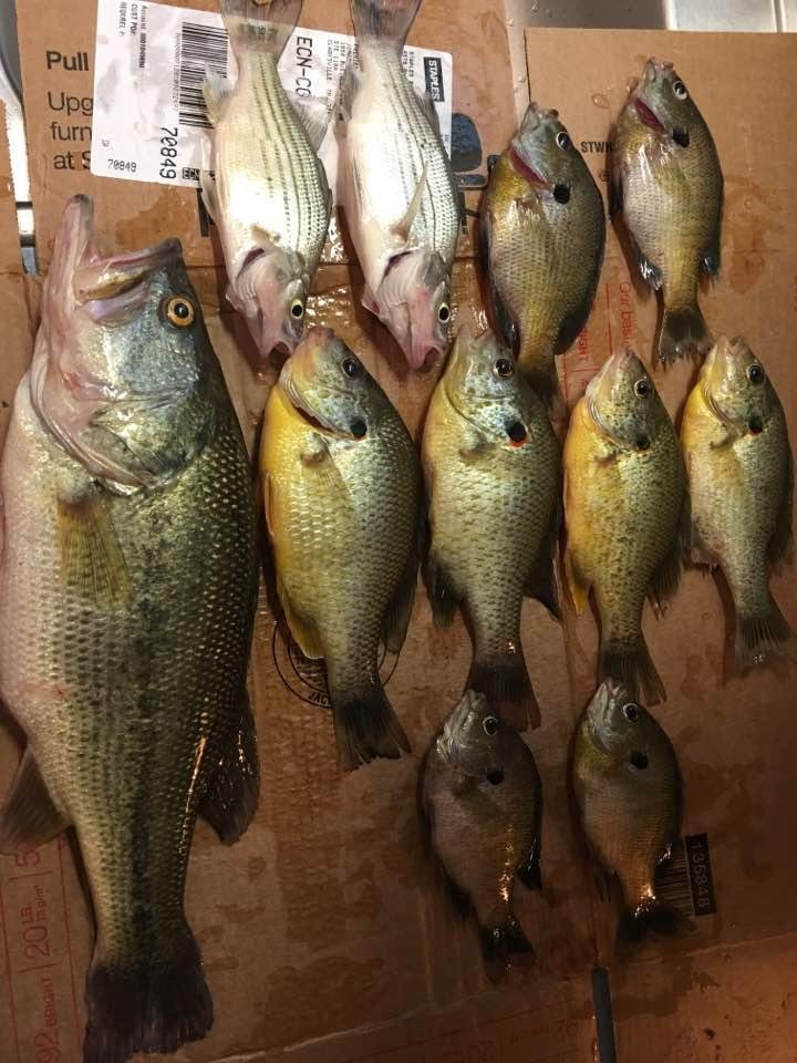 This is my "haul" for today! I caught these in an hour! Will go back very early in the morning. Didn't get there today until after 12 noon, was on the water by 1pm, and left at exactly 2pm! I'll go earlier, and stay longer 