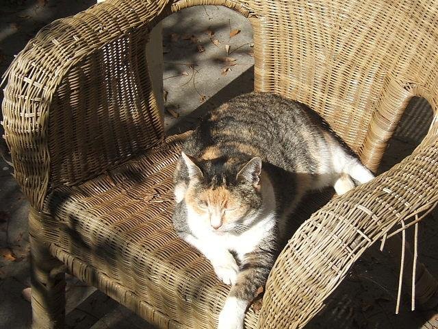 Iris the Cat in morning sun