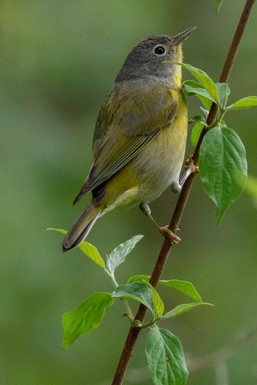 Nashville Warbler