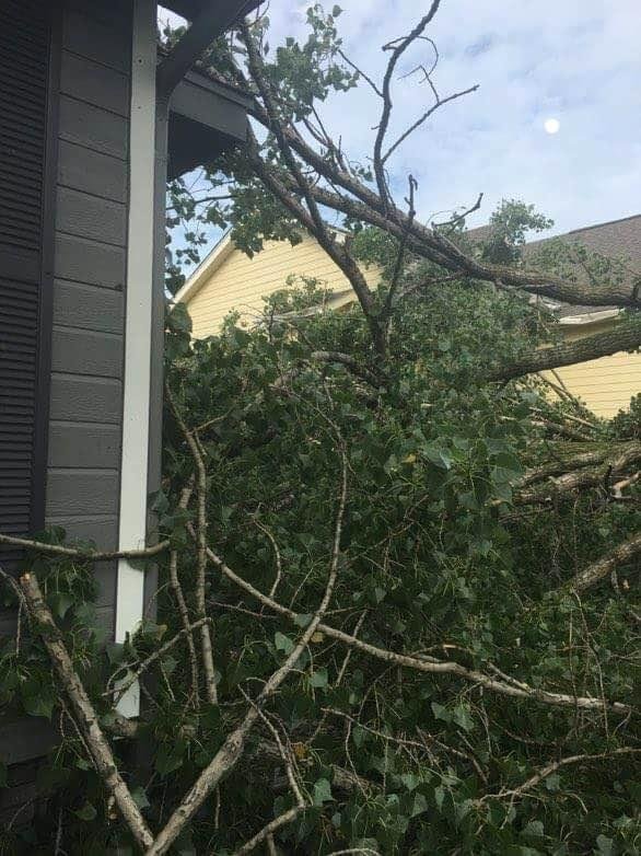 Neighbors tree on Sara's house.