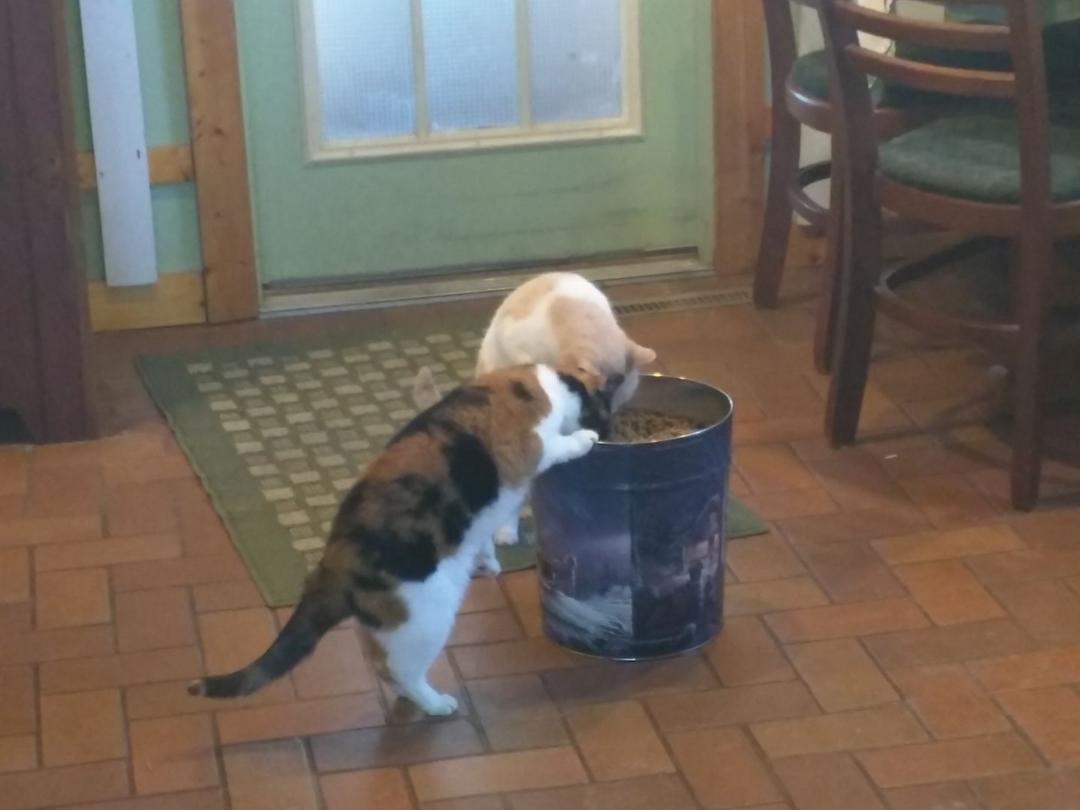 They couldn't wait for me to fill there dish.🐱