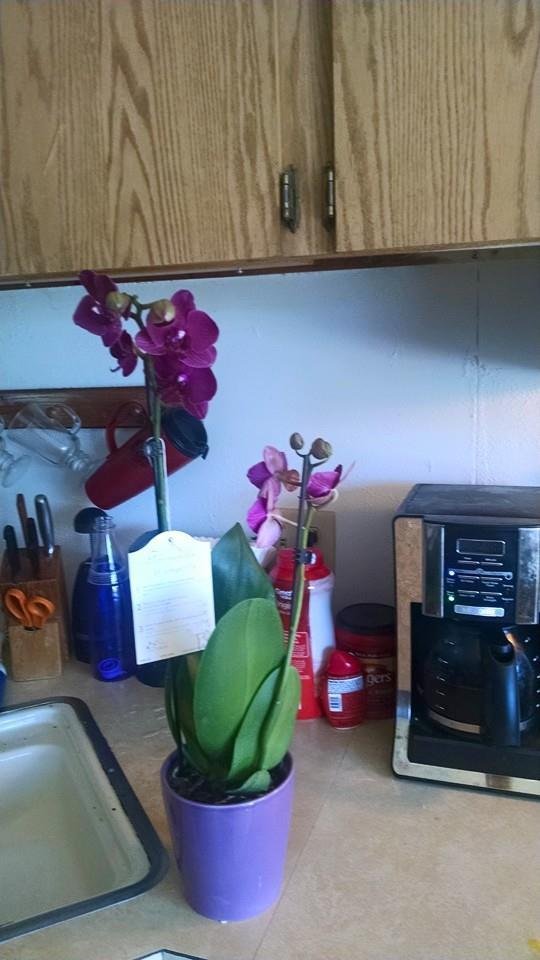My beautiful flowers from my son.