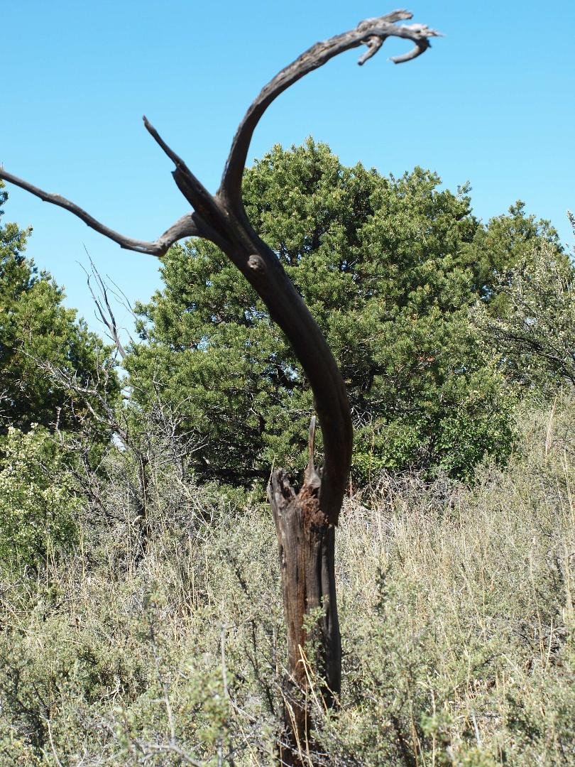 Trees still standing after a 1937 forest fire.