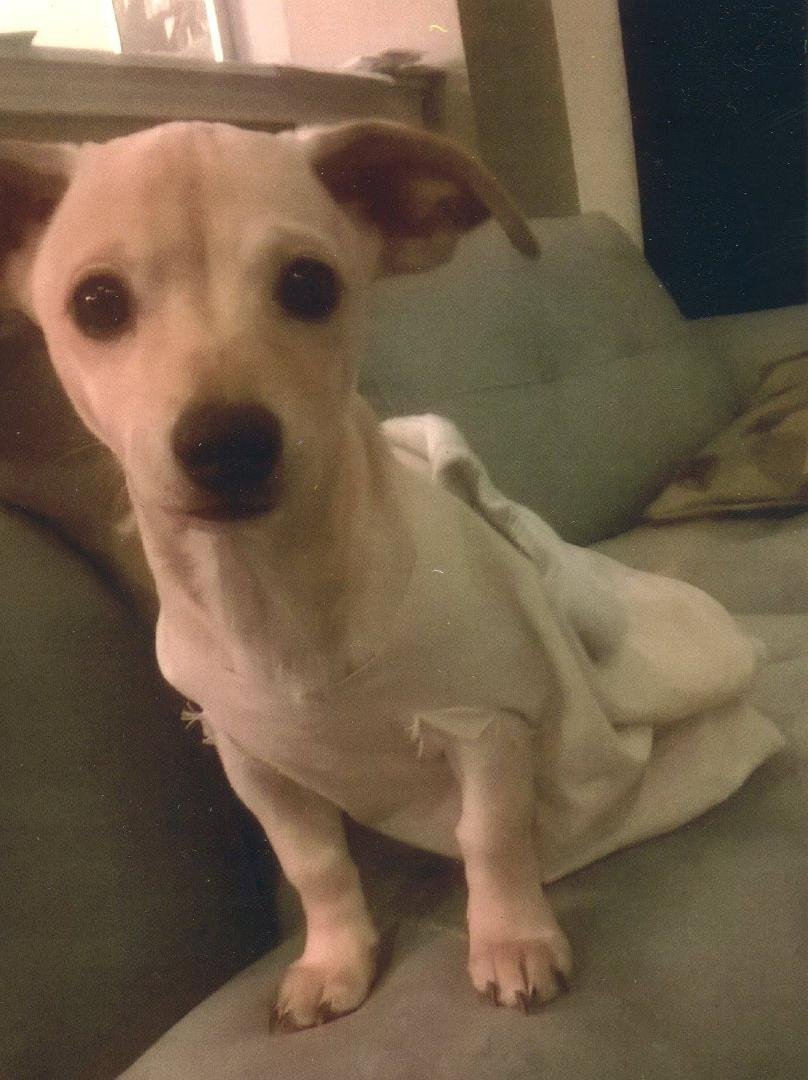 Dobby's masters have offered him clothing... Entering this photo in the Dobby look-alike contest for Christian and Kristen...