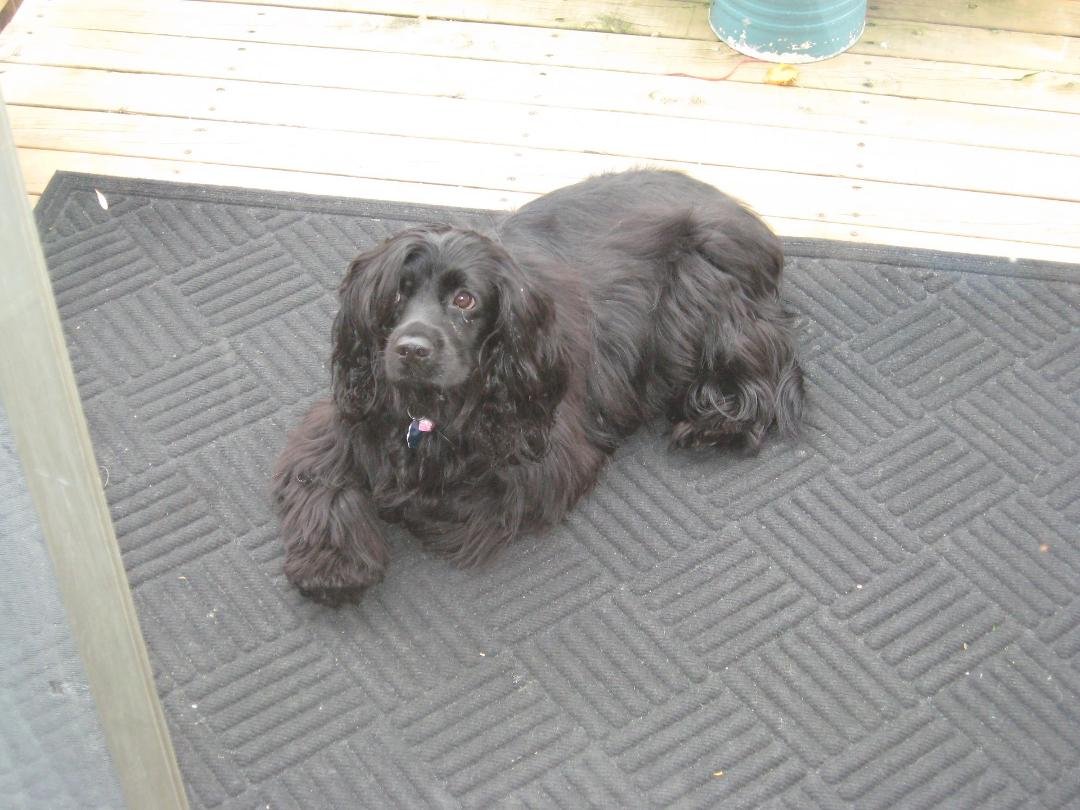 My 12year old spaniel had to have emergency surgery in Des Moines on Friday. We brought her home yesterday. She's doing great.