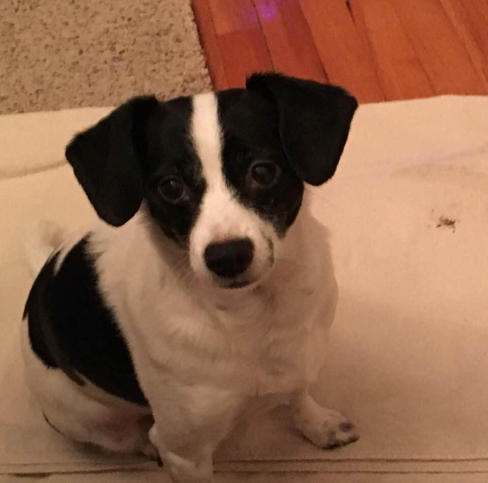 happy national puppy day from thimble!🐾