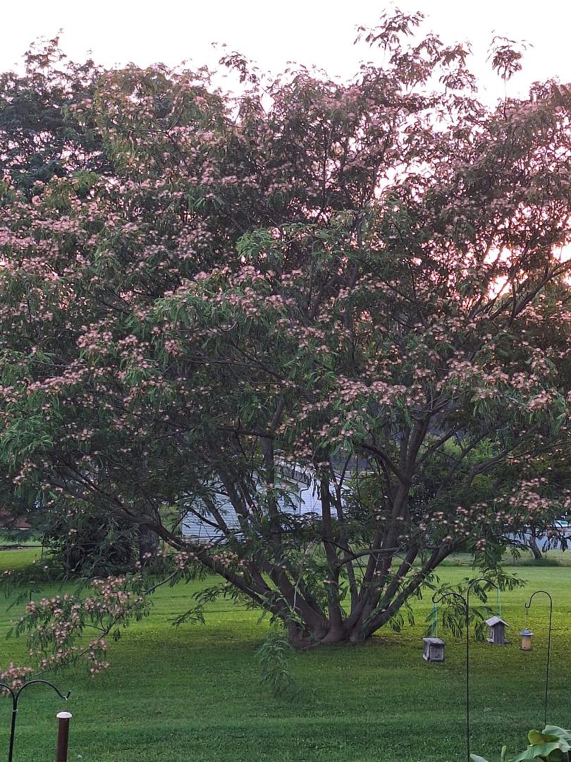 My Mimosa tree in full bloom!