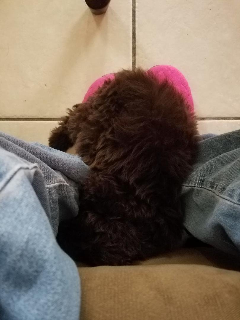 Grandpuppy, Lola, fell asleep lol