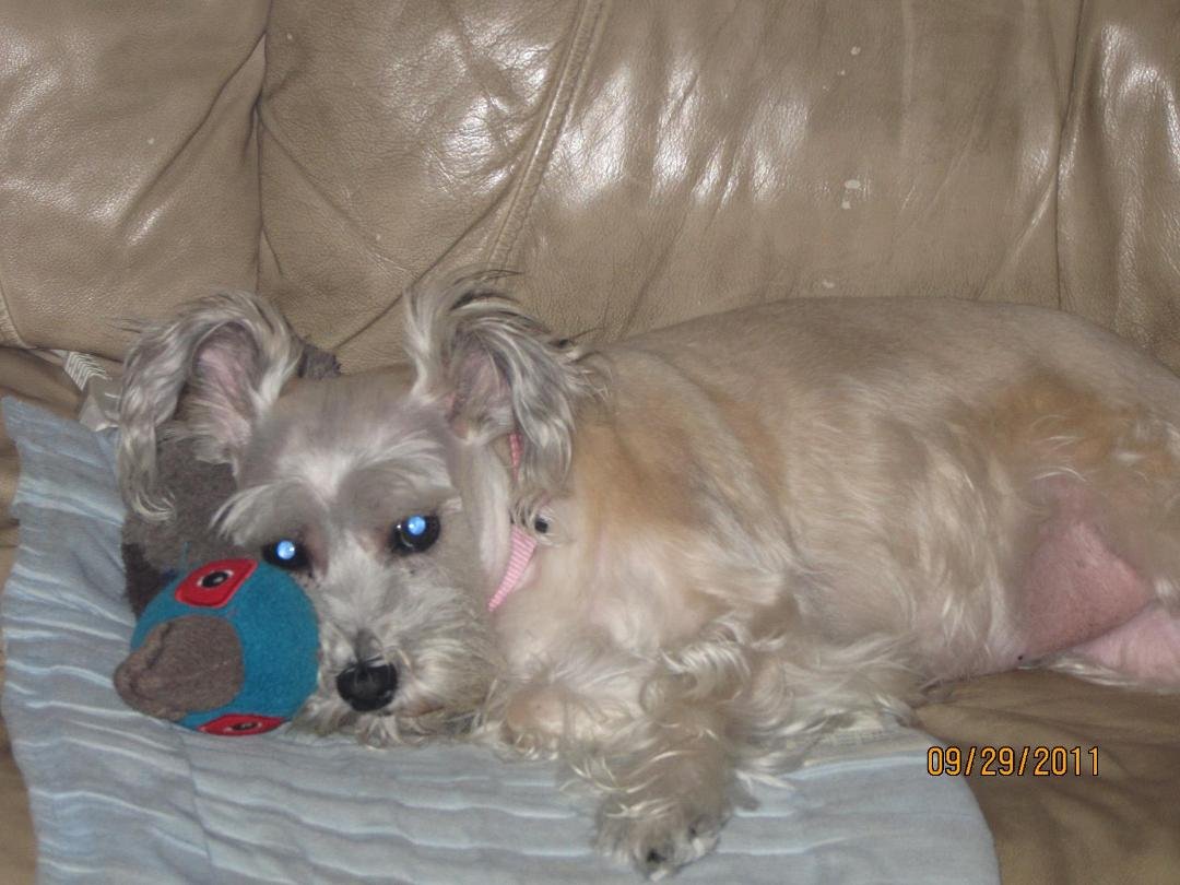 A heating pad AND her favorite toy stuffed duck... sure you wouldn't like an extra pillow there spoiled dog?