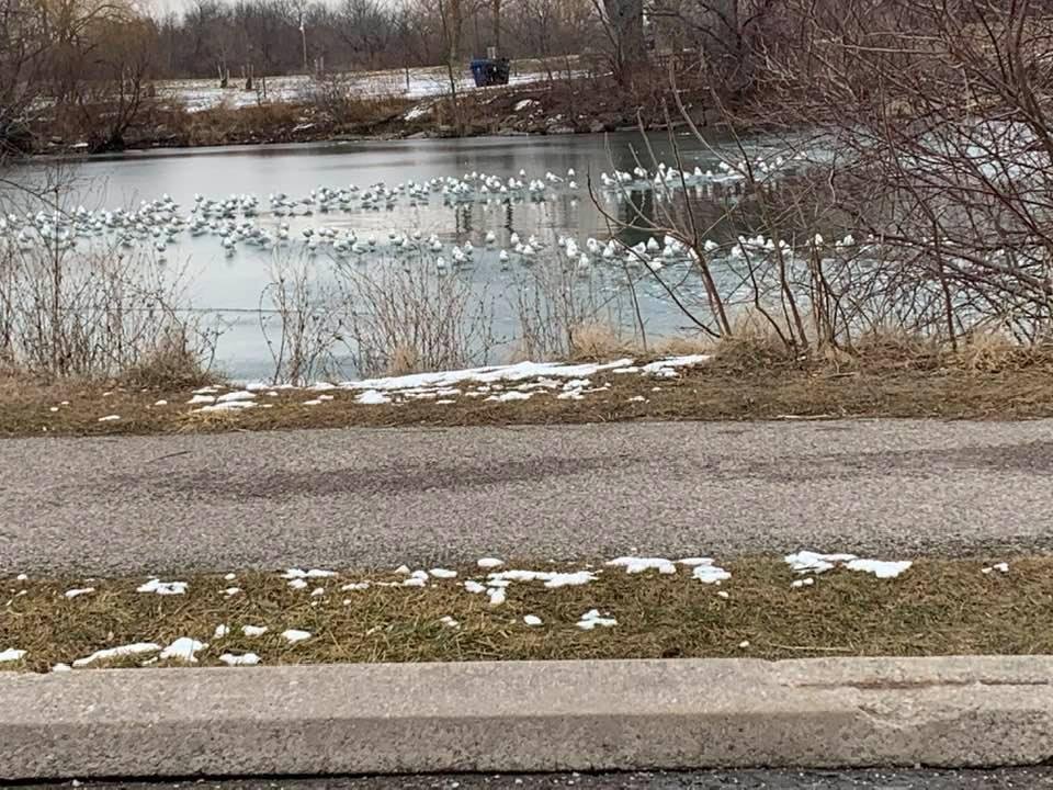 The seagulls are holding a referendum on the expulsion of the cormorants from Humber Bay.