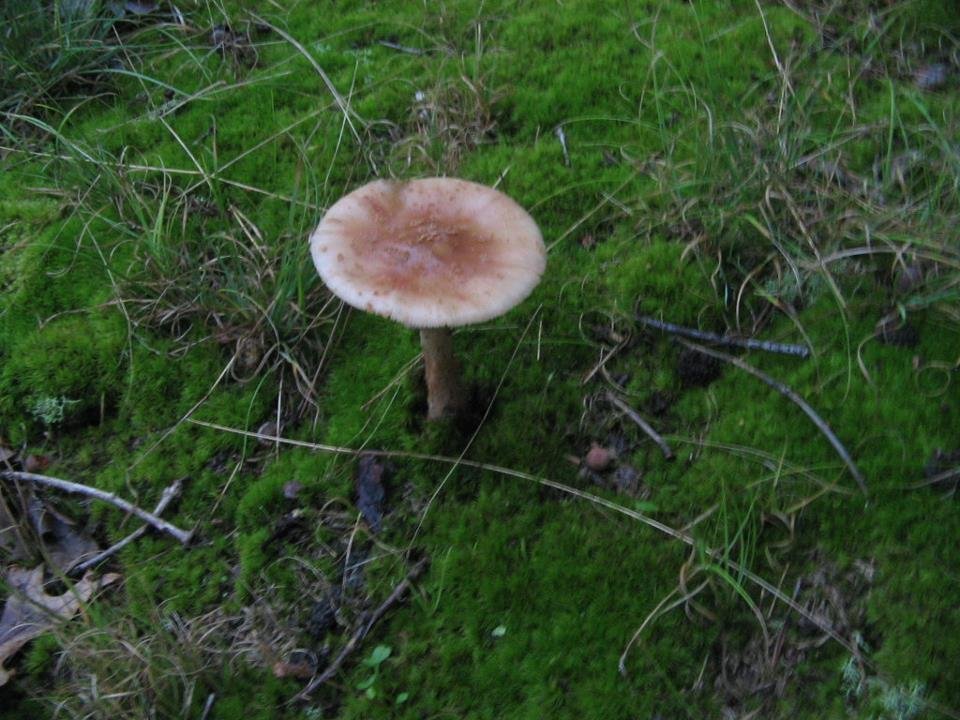 Brown fungus sproting in moss.  Photo taken Sep 8, 2011.