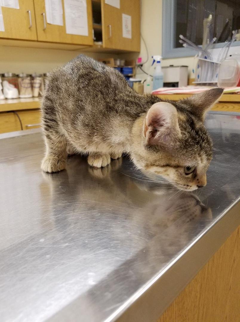 This is the newest member of the family. She is a little rescue kitty. Her name is Zimmie. She is about 4 months old
She also has only one eye, but that doesn't stop her. Can you say "pistol".