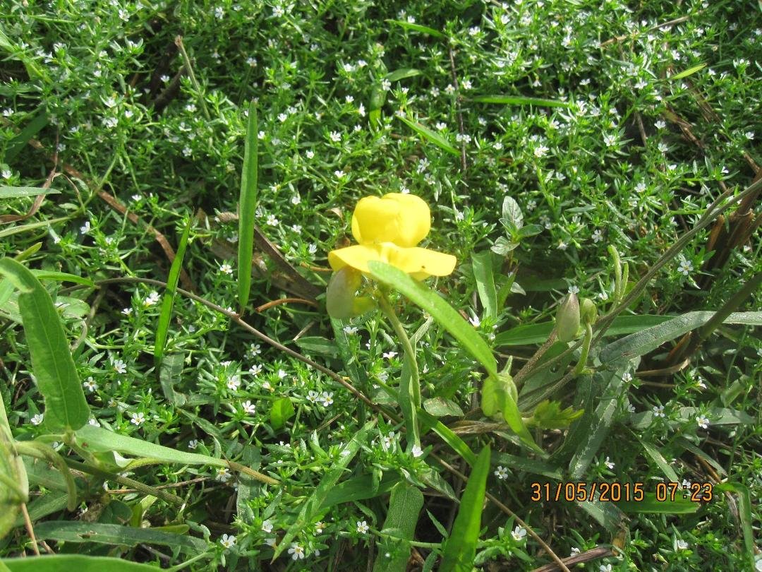 Toto, I don't think we're in Kansas anymore. Since the rains have begun, the weeds are going crazy. But some are nice crazy.