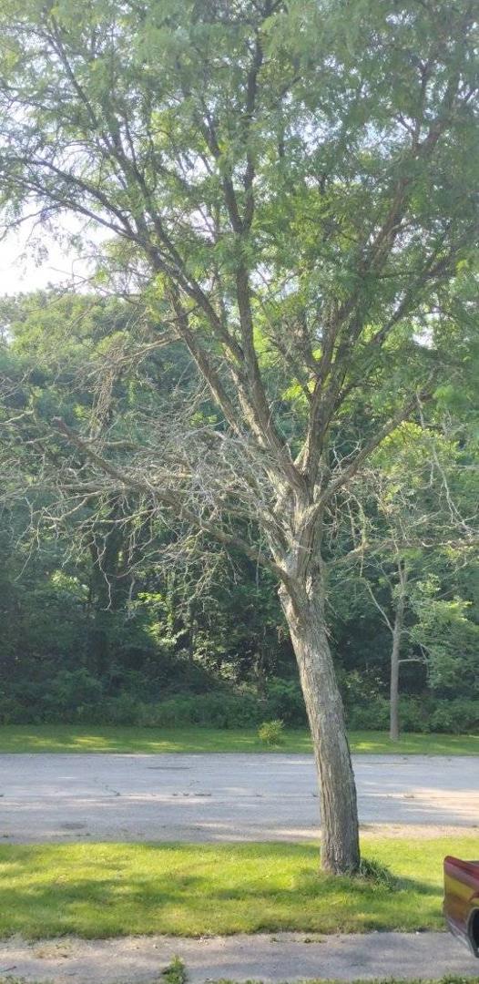 Hospice tree!