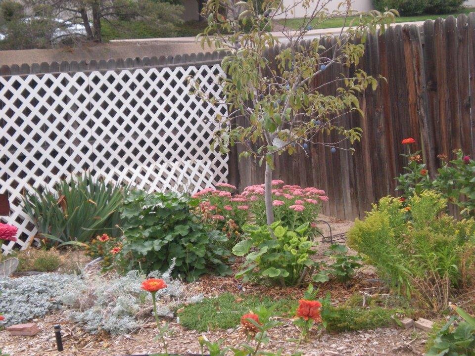 Alan Cunningham's album, our backyard  9-14-2011