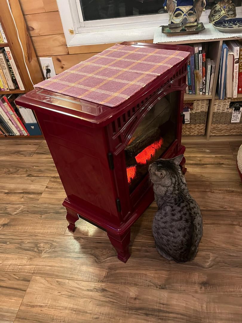 JERRY LEE WARMS MY LITTLE HEART!
Our Bengal/Egyptian Mau-mix kitty, Jerry Lee, is a man after my own heart. He hates winter as much as I do. This is his nightly perch in front of our electric fireplace space heater, nose ne