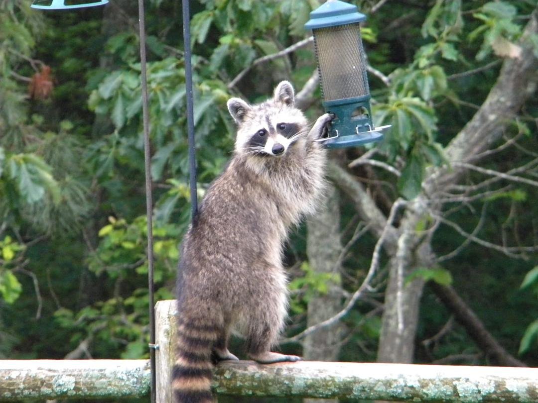 Caught in the act!