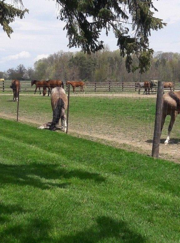 Bill Peacock this horse is eating the grass under th fence. How did he get his neck bent that way. At MSU equine facilities.