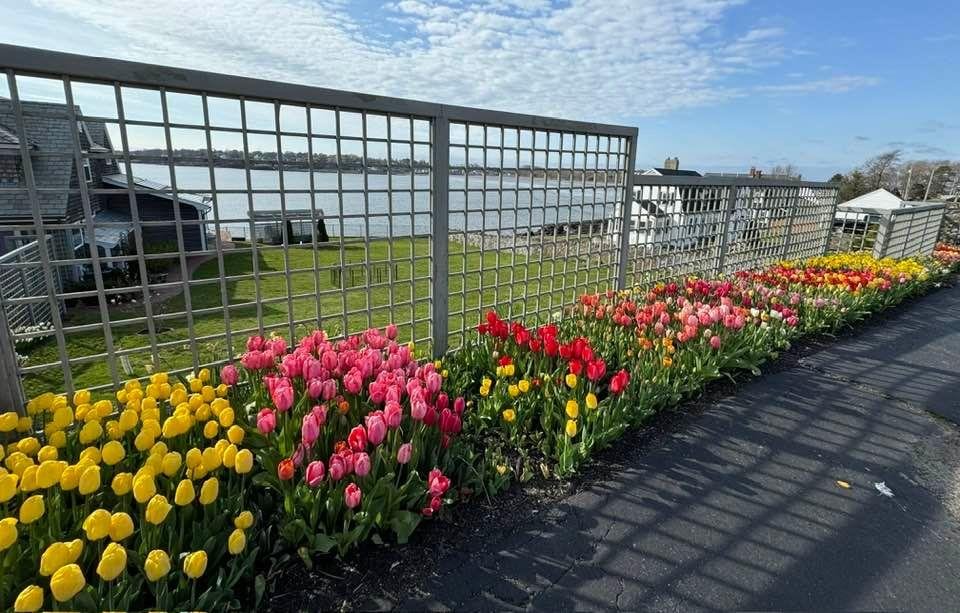 My tulips are in full bloom now🙋‍♀️😊
Last weekend all the hyacinths peaked and their scent was amazing..