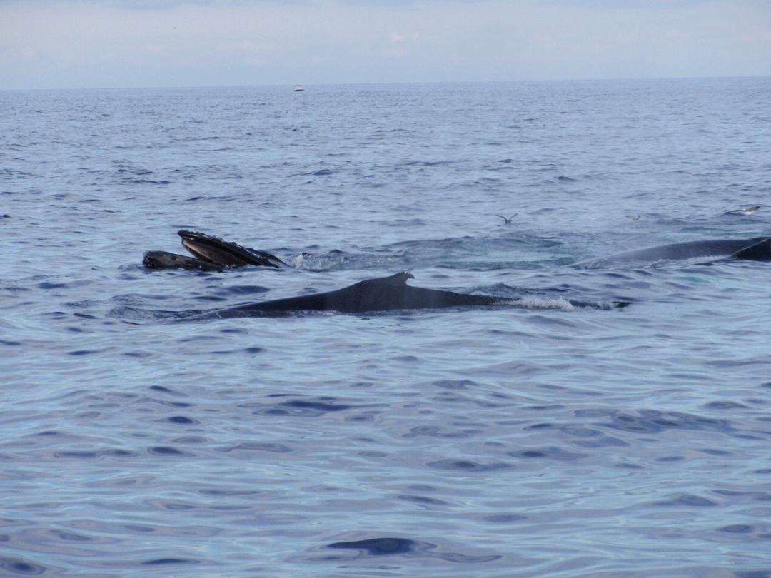 Three whales, one eating, two diving