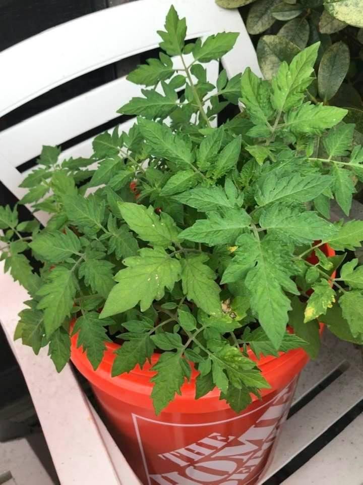 Welcome this beautiful 😻 tomato vine started from a fellow tomato seeds late August. So far doing great!