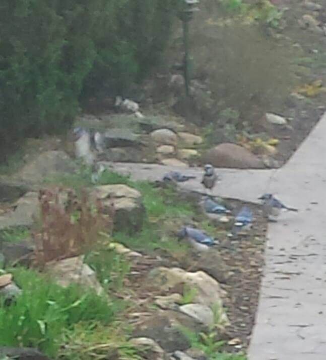 Looks like a population explosion for the blue jays. There are flocks of them all over the place. Never seen so many.
