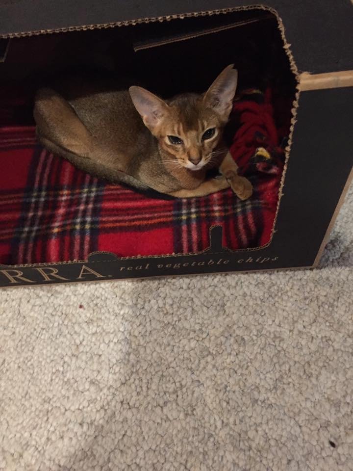 Sweet little Earl in his favorite hiding Place