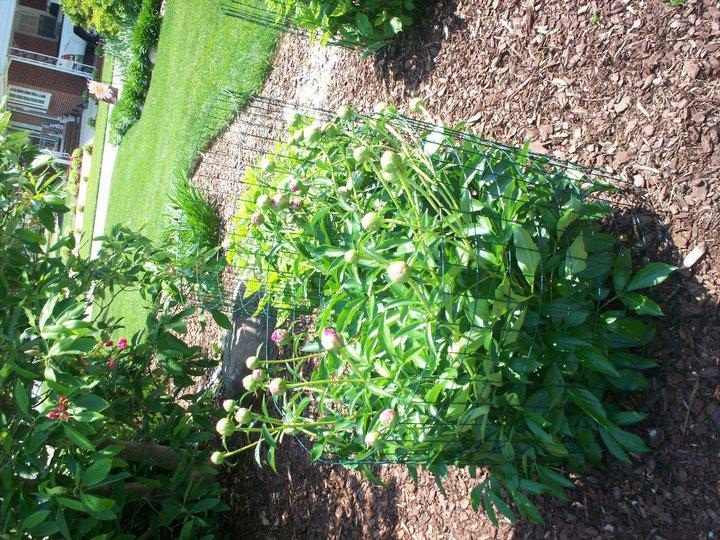 Elizabeth Long's album, Timeline photos