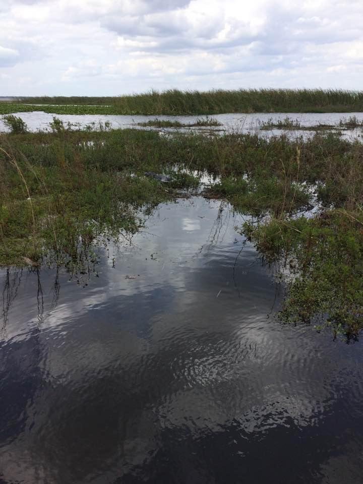 See the alligator