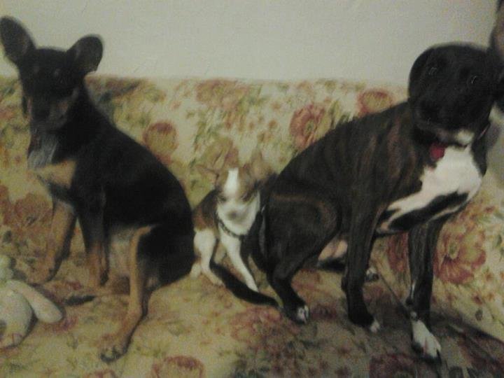 Three amigos
Tipsy, Niko, Cuddles