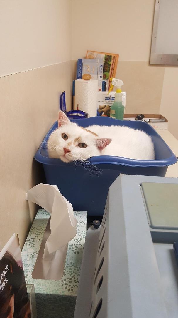 Newest family member making himself at home in the weight bucket at the Vet's office.  Marshmallow - Erin's newest addition.