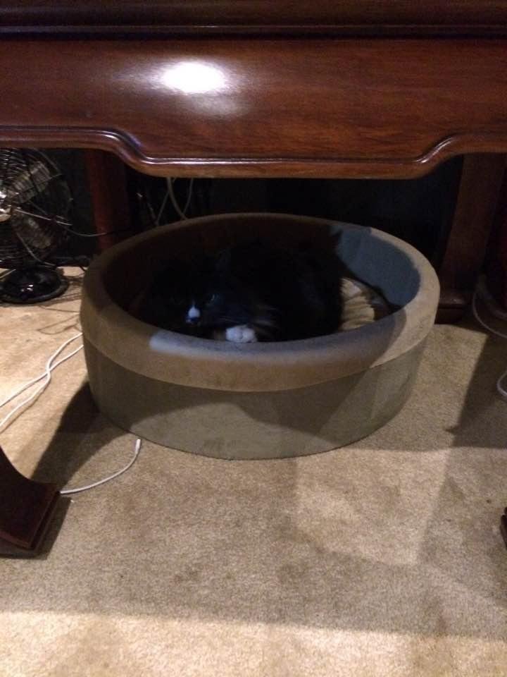 My fur baby in her heated bed!