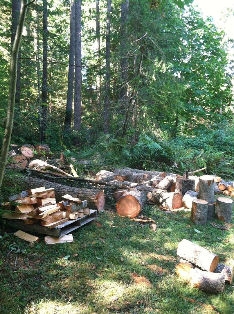 Had to bring down a standing dead tree which was positioned to hit the house if it came down in a storm. Now the fun begins chopping firewood.