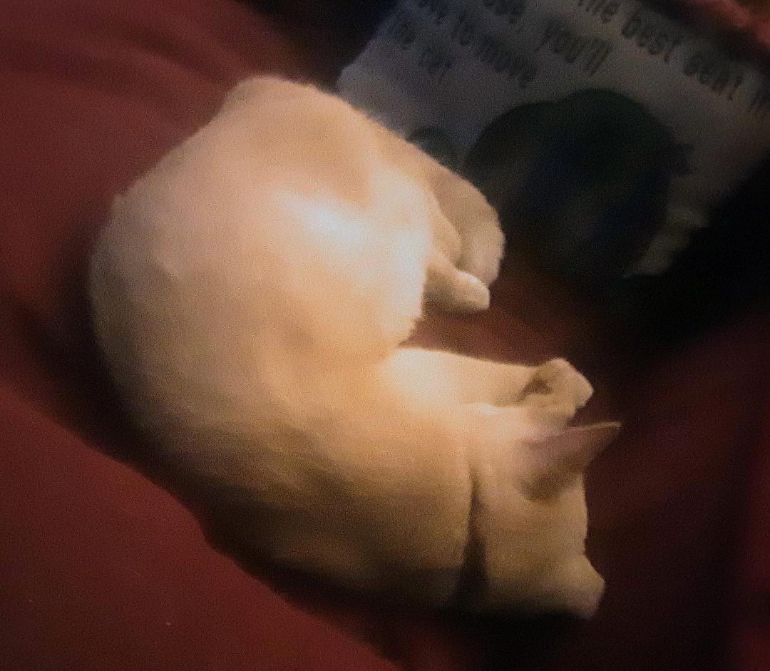Romio sleeping in the Red chair.