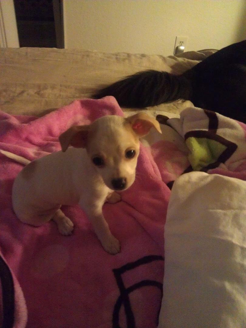 Our new little girl...Posey