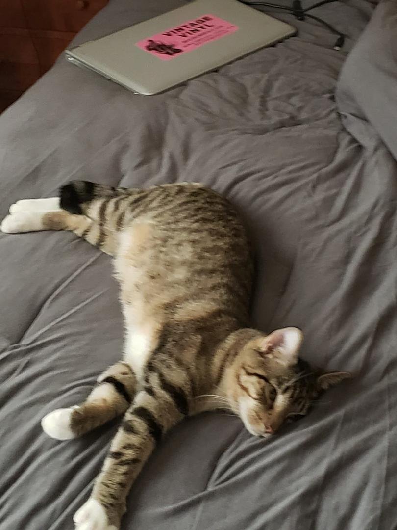 This is the latest addition to our home
Say hello to Tarzan
He Is a great combination of chill and playful
Please adopt when possible there are wonderful pets out there waiting for a new home
Thank you Springfield APL