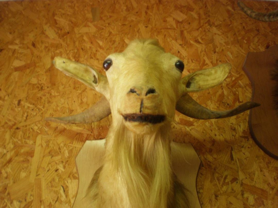 Goats Head Soup leftover.