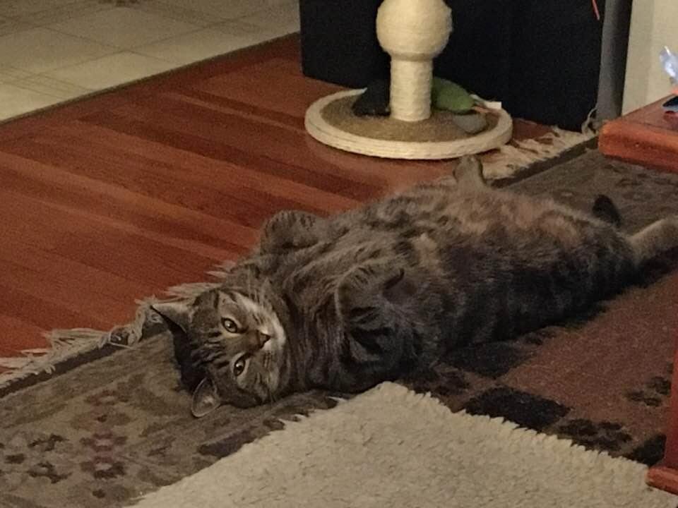 Post-dinner cuteness! 😇