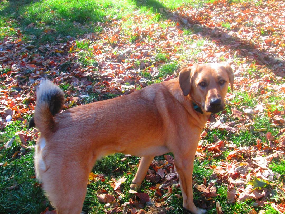 I found out what my Beau is. An Anatolian Shepard.