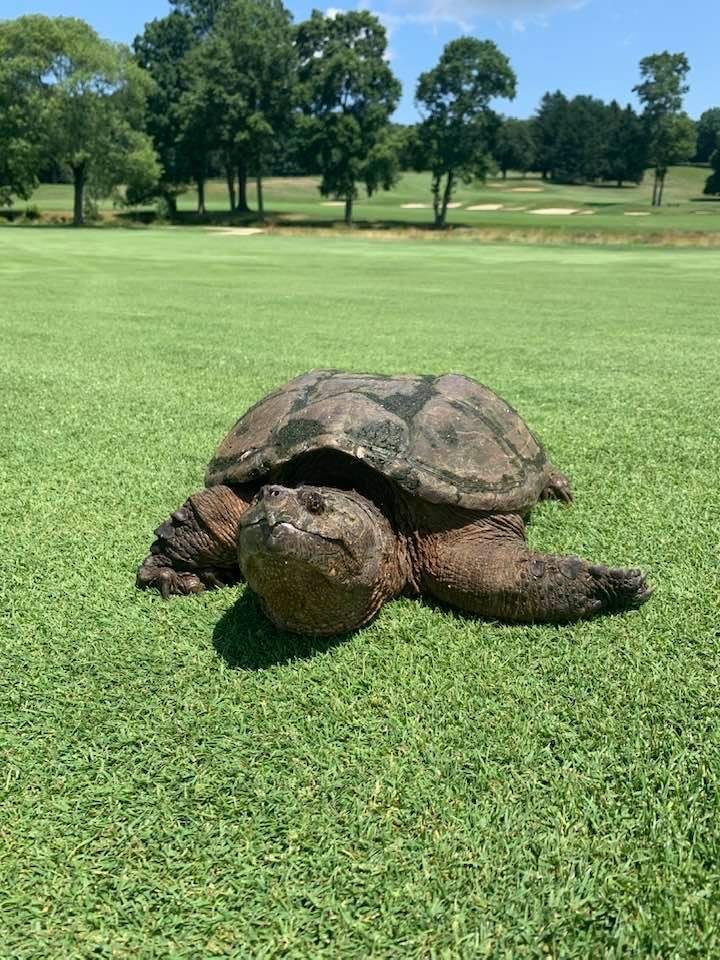 Next to my ball on the first fairway
