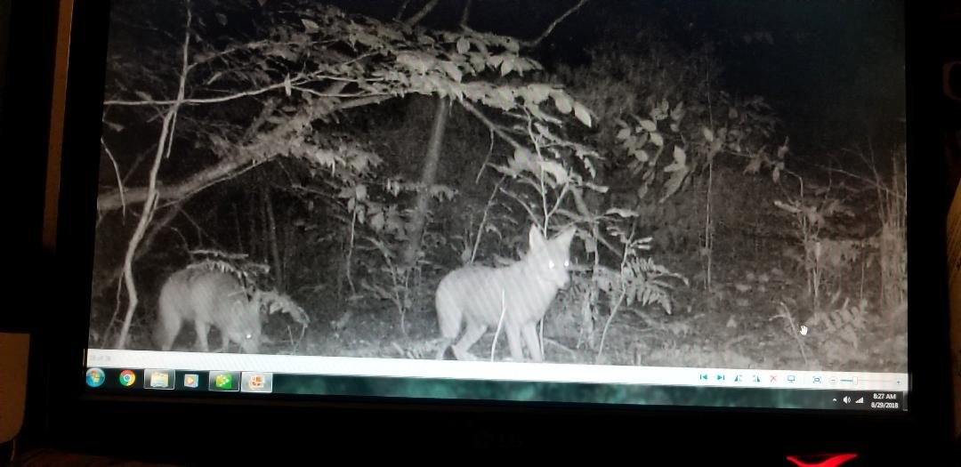 NY Coyote