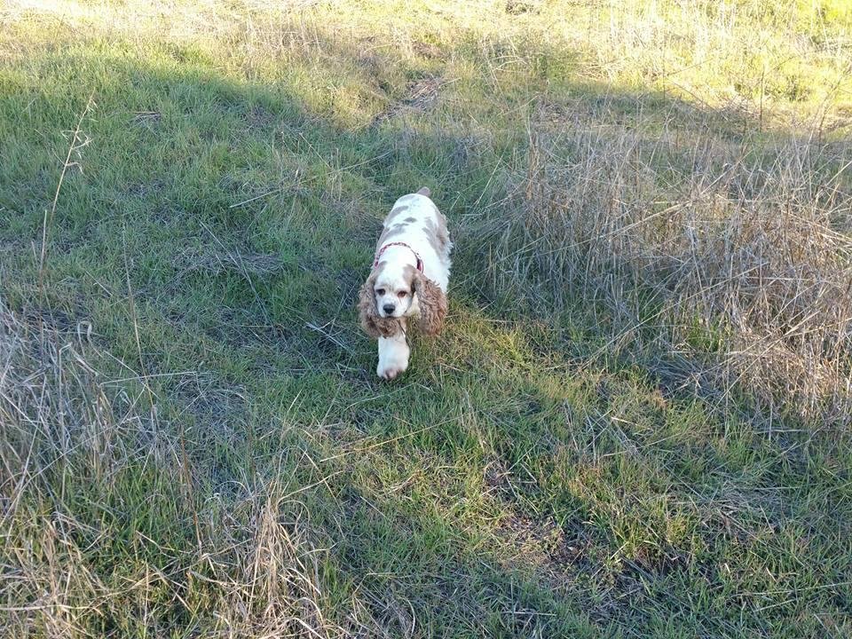 Here is a close up of our dog Rusty-still in his element chasing birds.