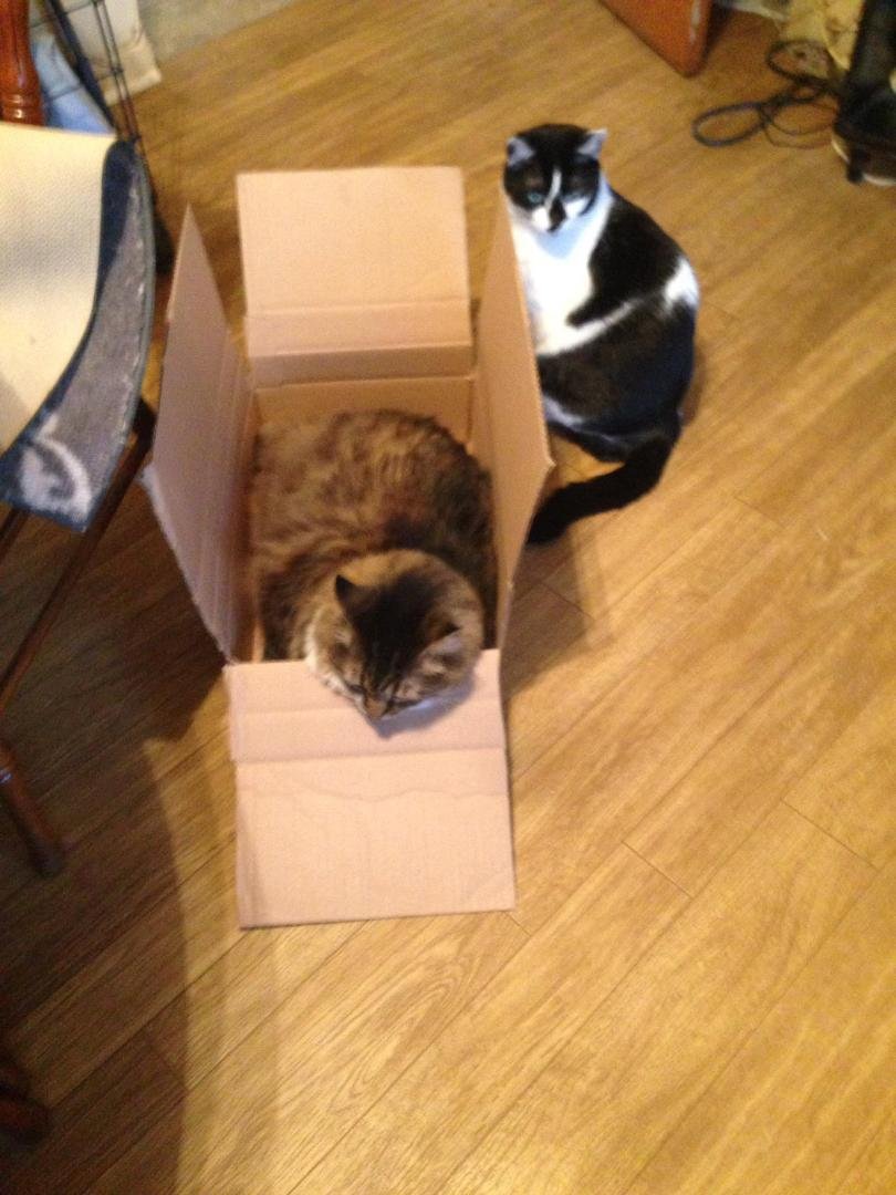 Bootsie and beau playing