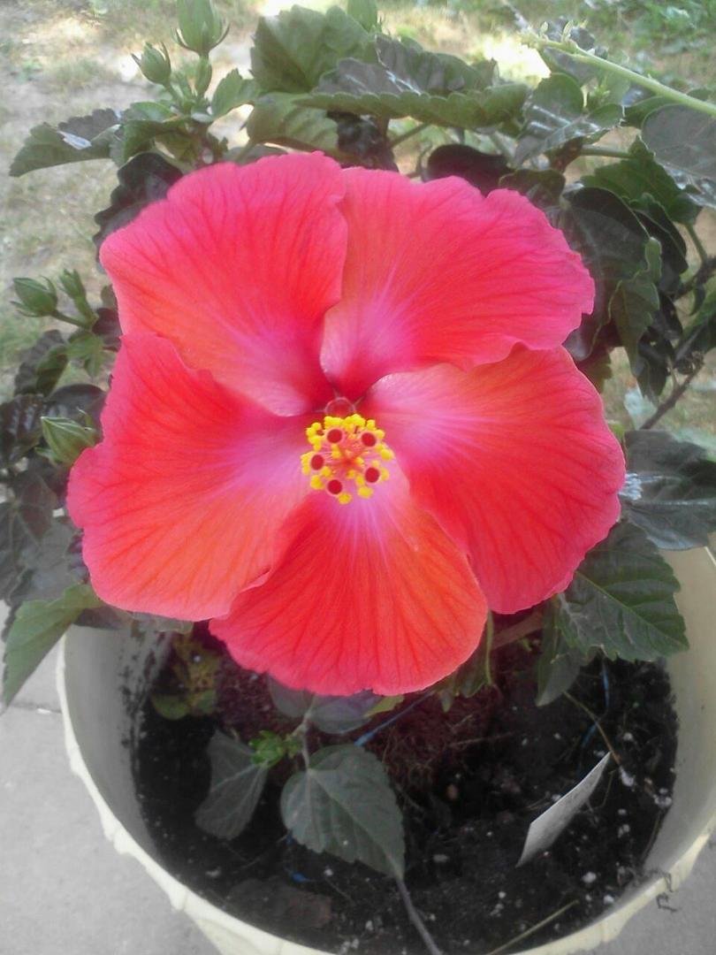 Biggest bloom ever!