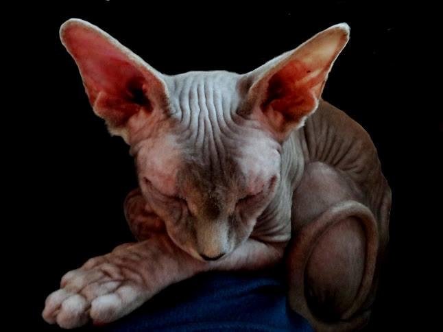 This is Meka…( my son and daughter-inlaws beautiful Sphynx, love this kitty)