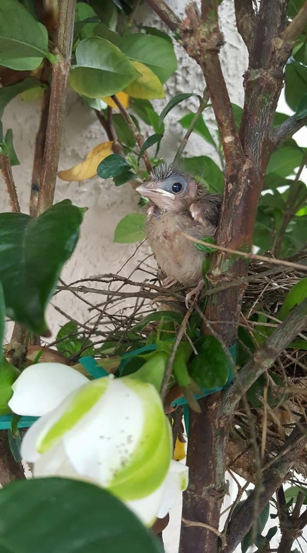 Wow, our baby birds are growing up fast