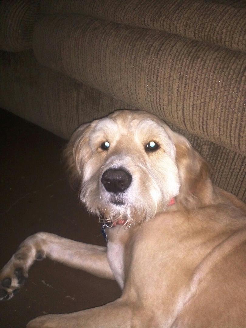 Teddy in his new haircut looking cool