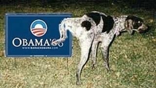 Dogs know more than we think they do.
Have you ever heard that a dog 'knows' when an earthquake is about to hit?
Have you ever heard that a dog can 'sense' when a tornado is stirring up, even 20 miles away?
Do you rememb
