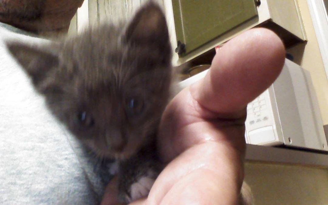 Kitty is doing a selfie.