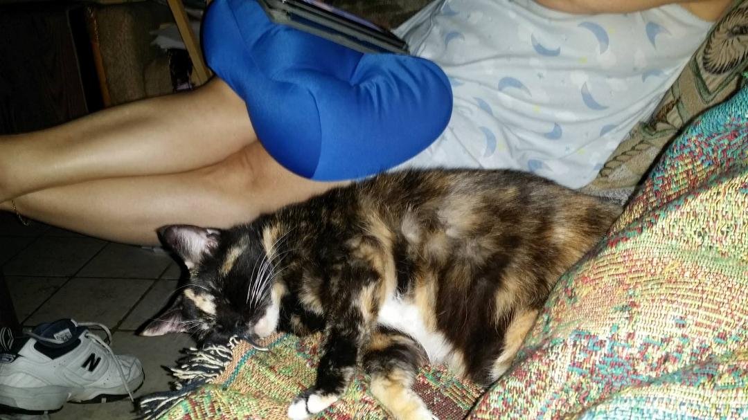 We are home from our vacation and the cat couldn't be more content. She's barely left Lew's side since we got home.